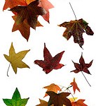 going by faith, ideas for fall